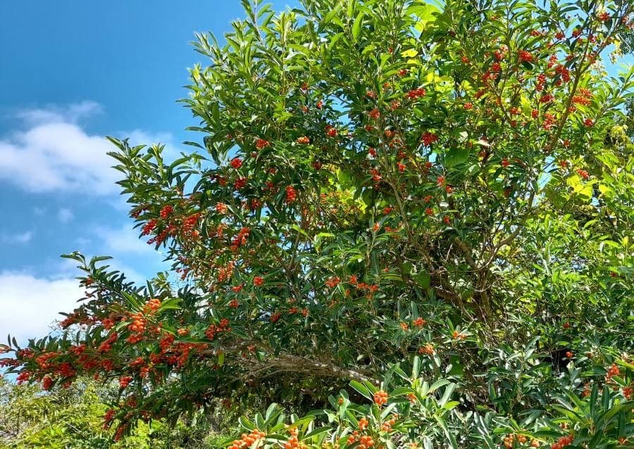Citharexylum 9