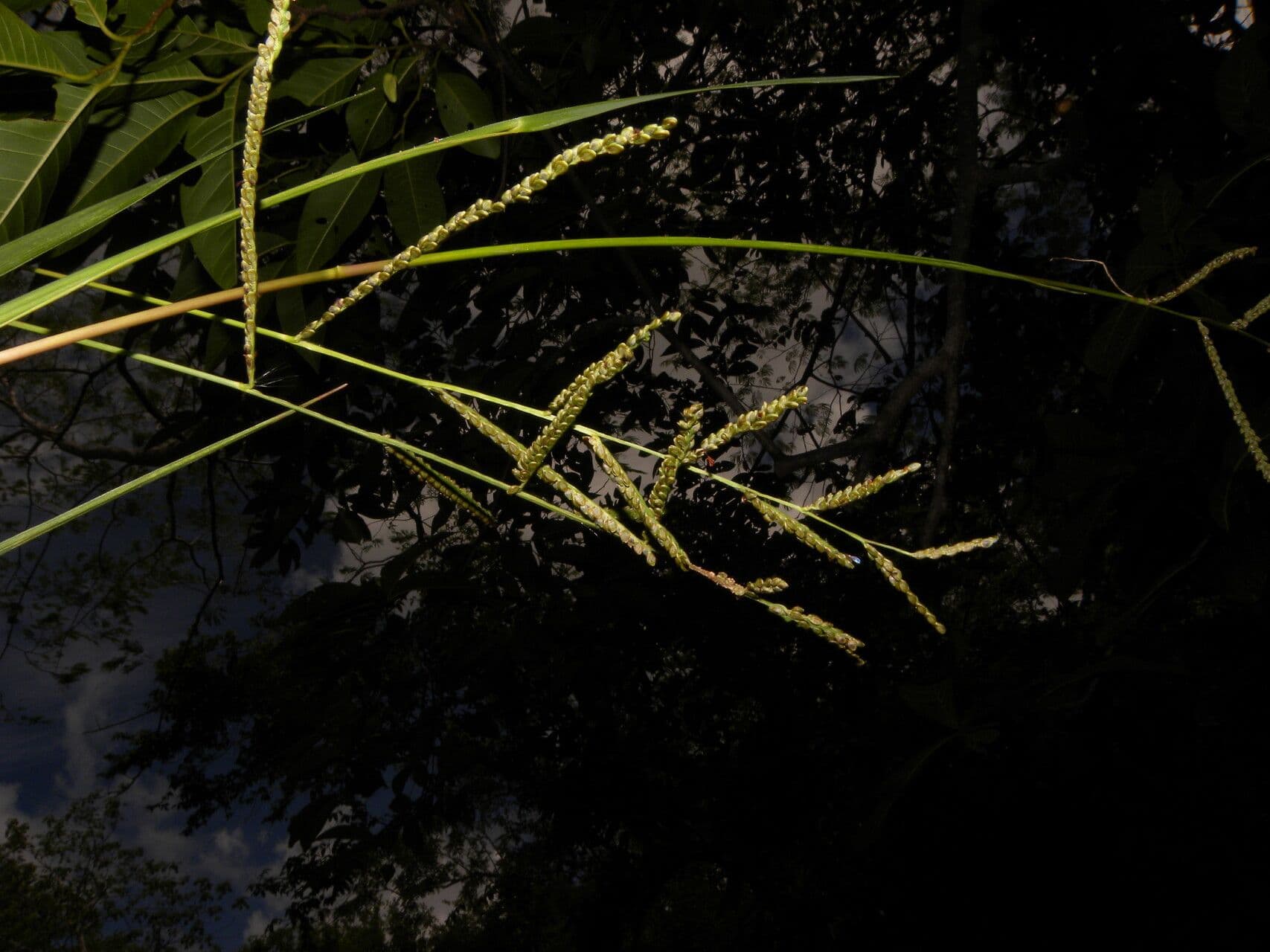 Paspalum plicatulum 2