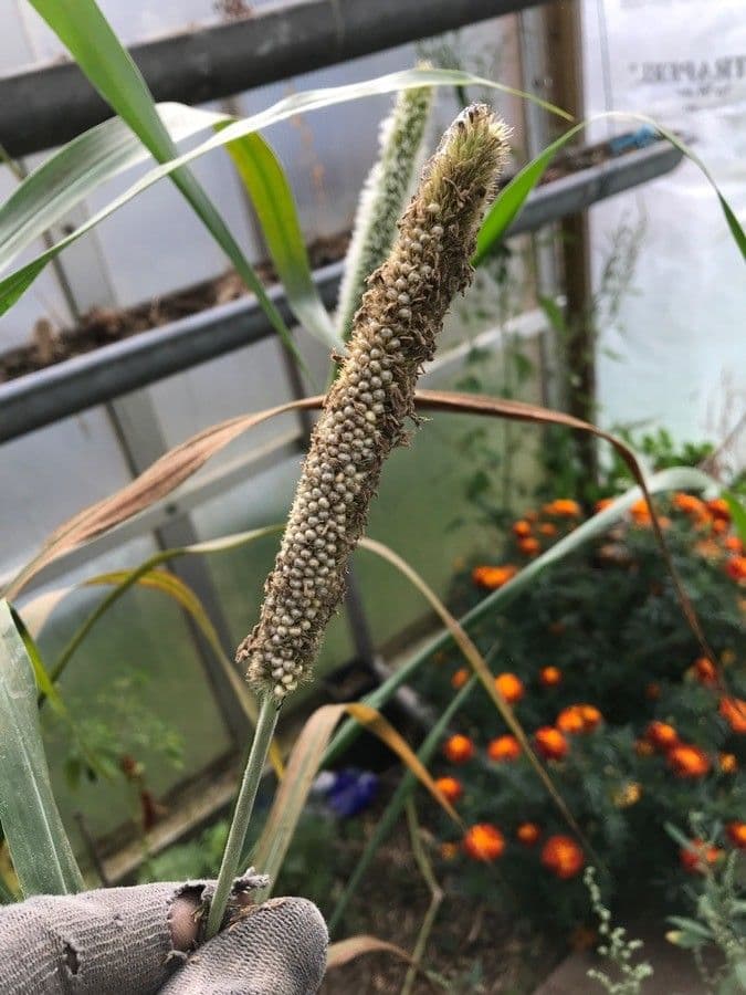 Perlhirse 4