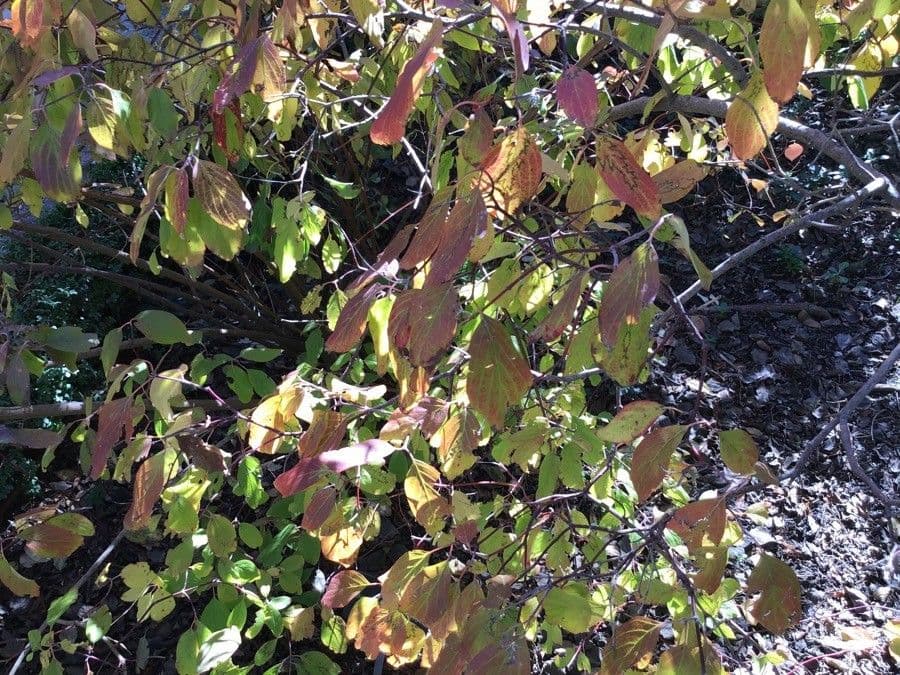 Cornus