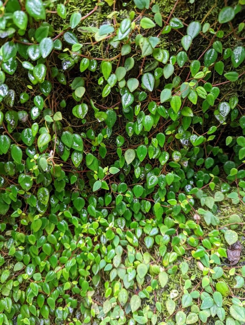 Peperomia