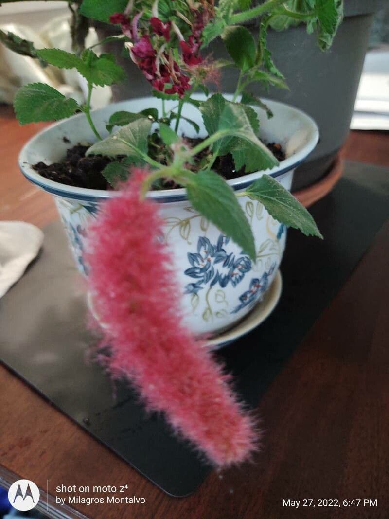Acalypha