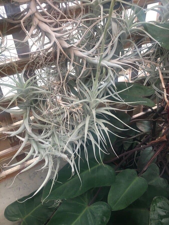 Tillandsia 5