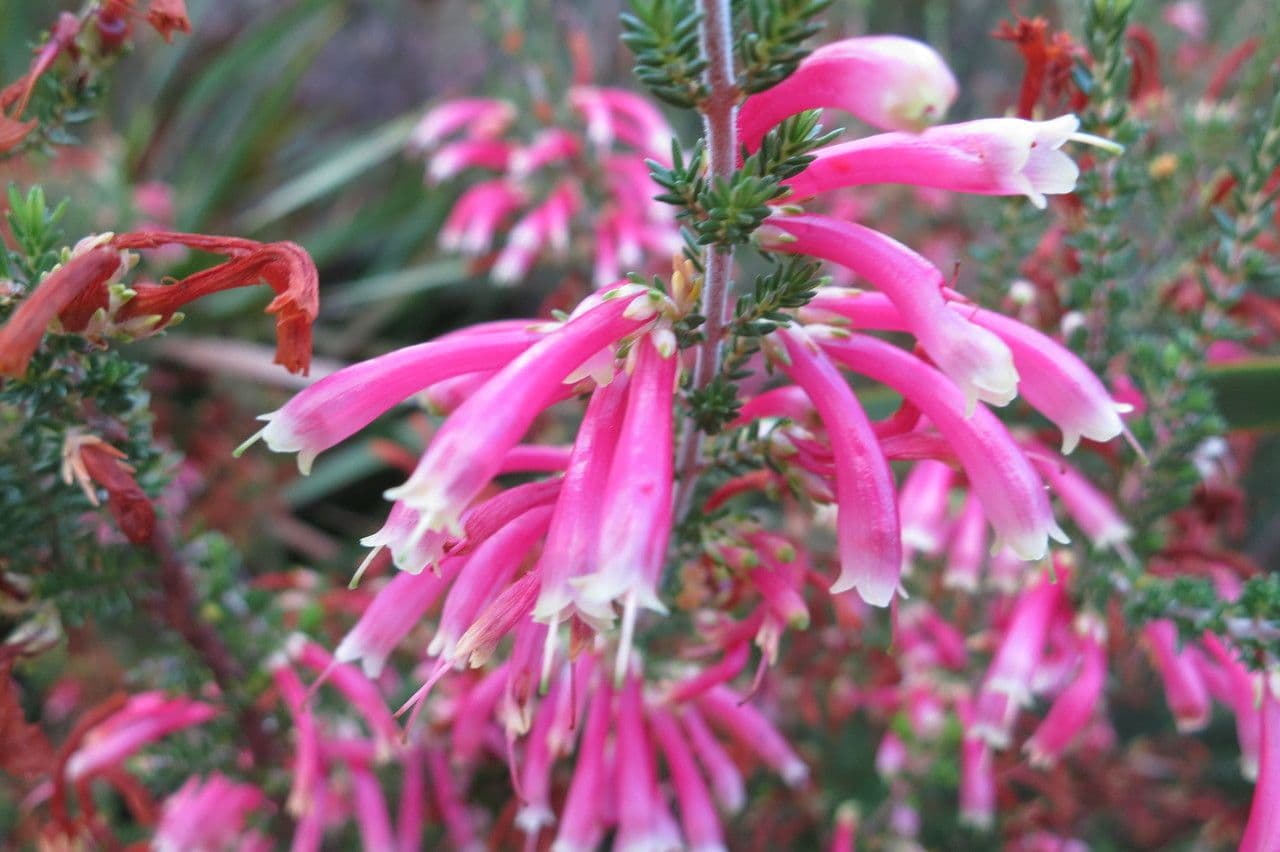 Erica discolor