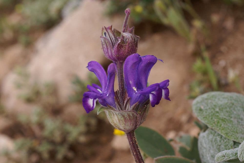 Salvia