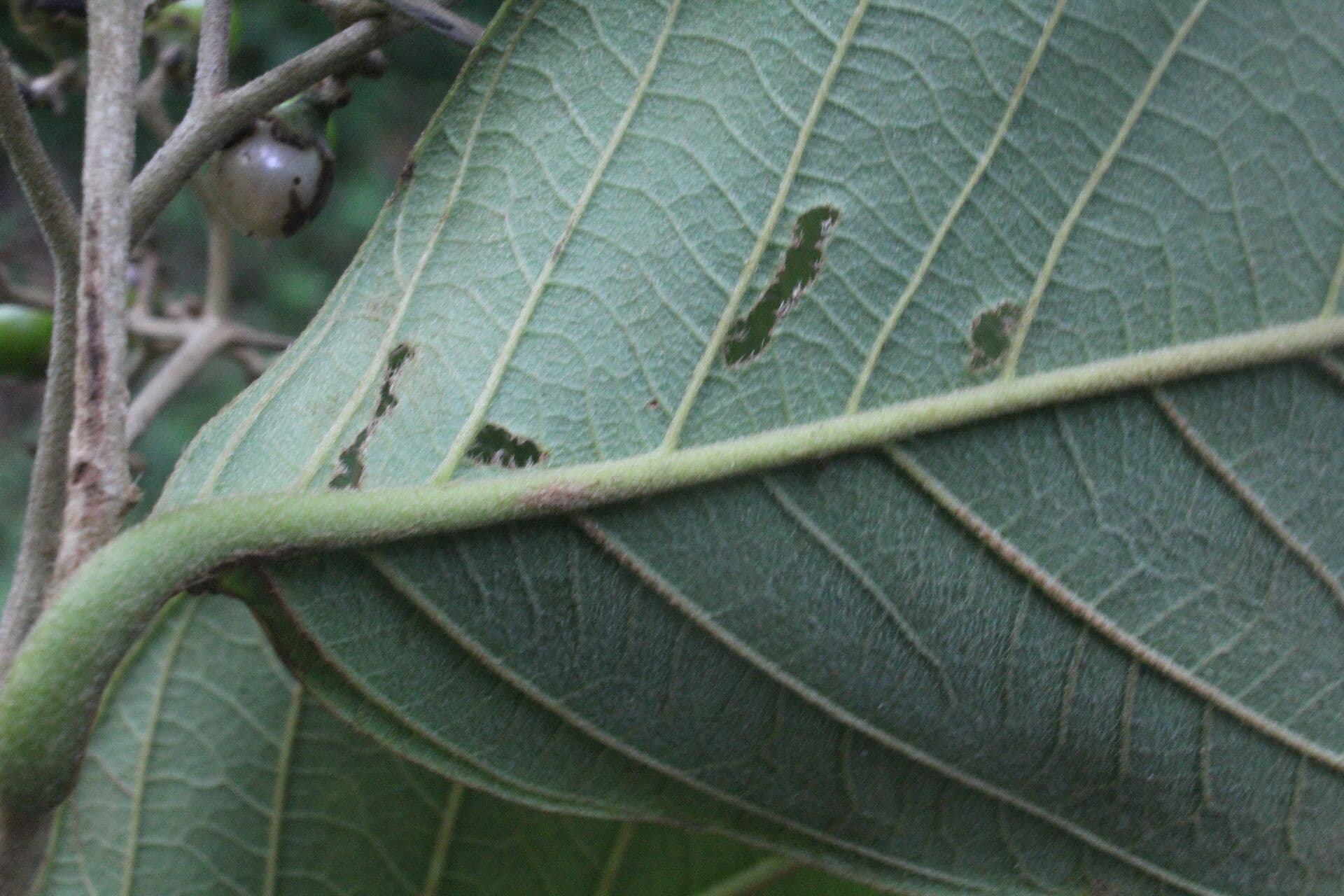 Cordia panamensis 15