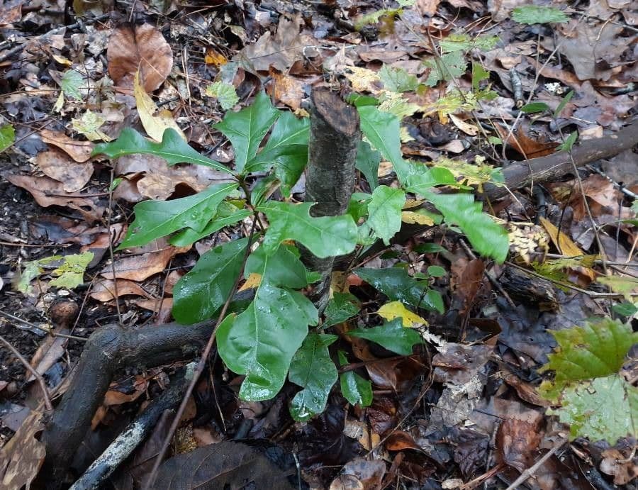 Quercia nera 8