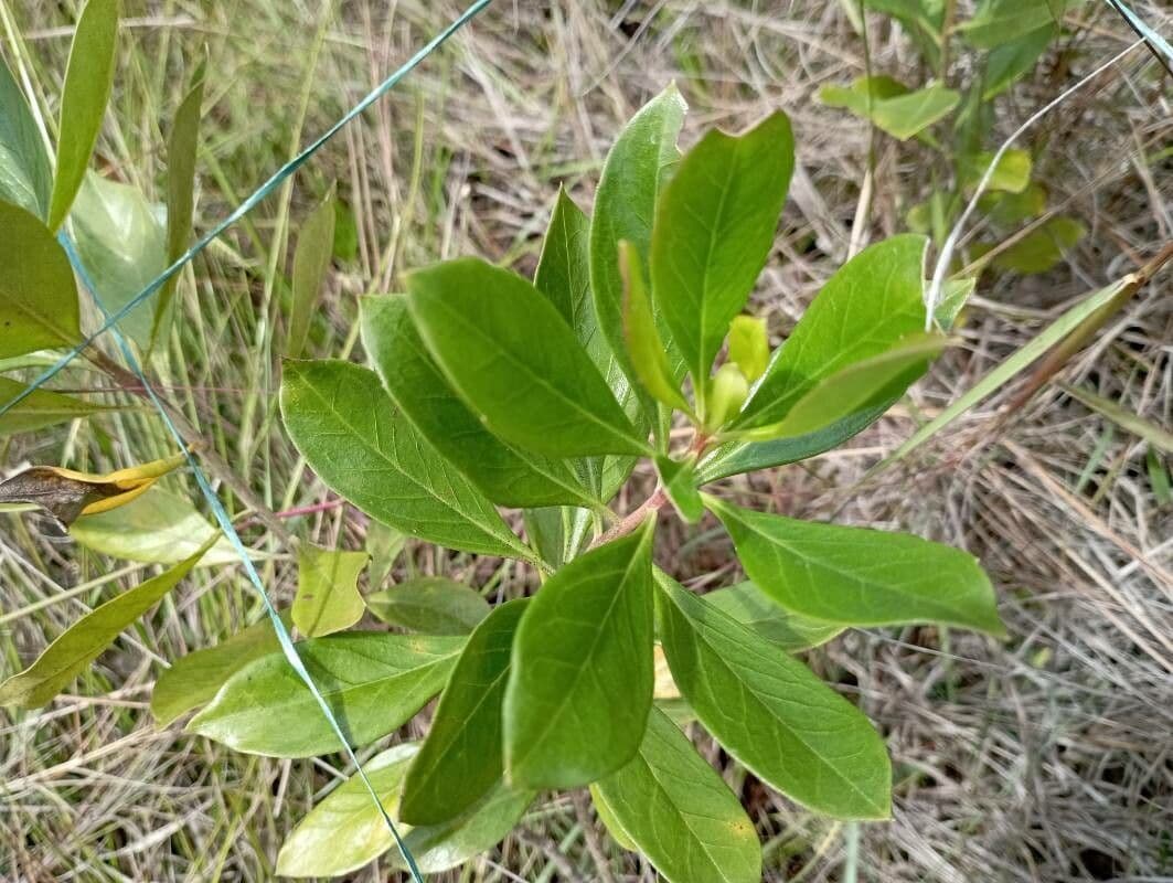 Baccharis 4