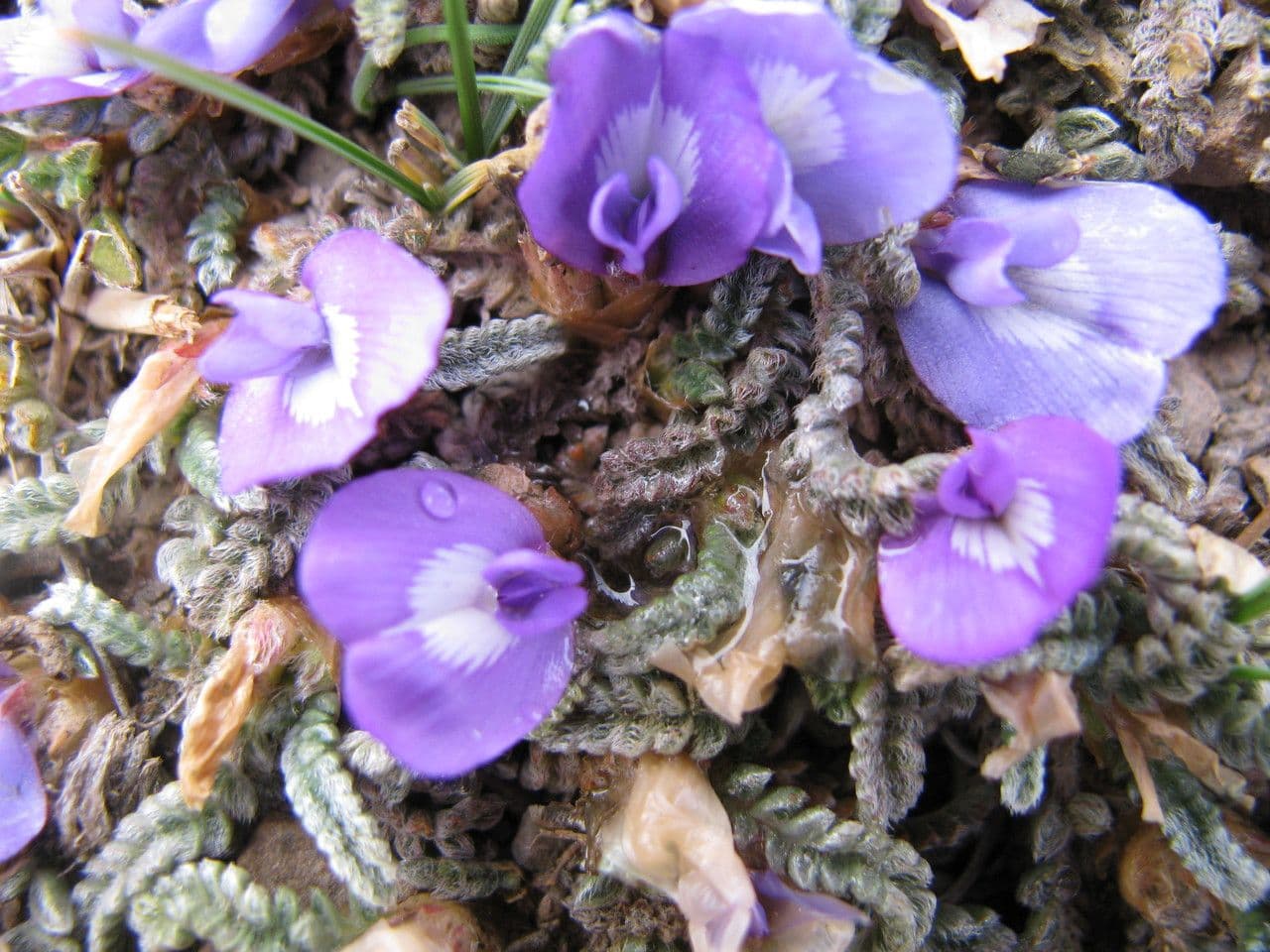 Kozinec peruánský 9