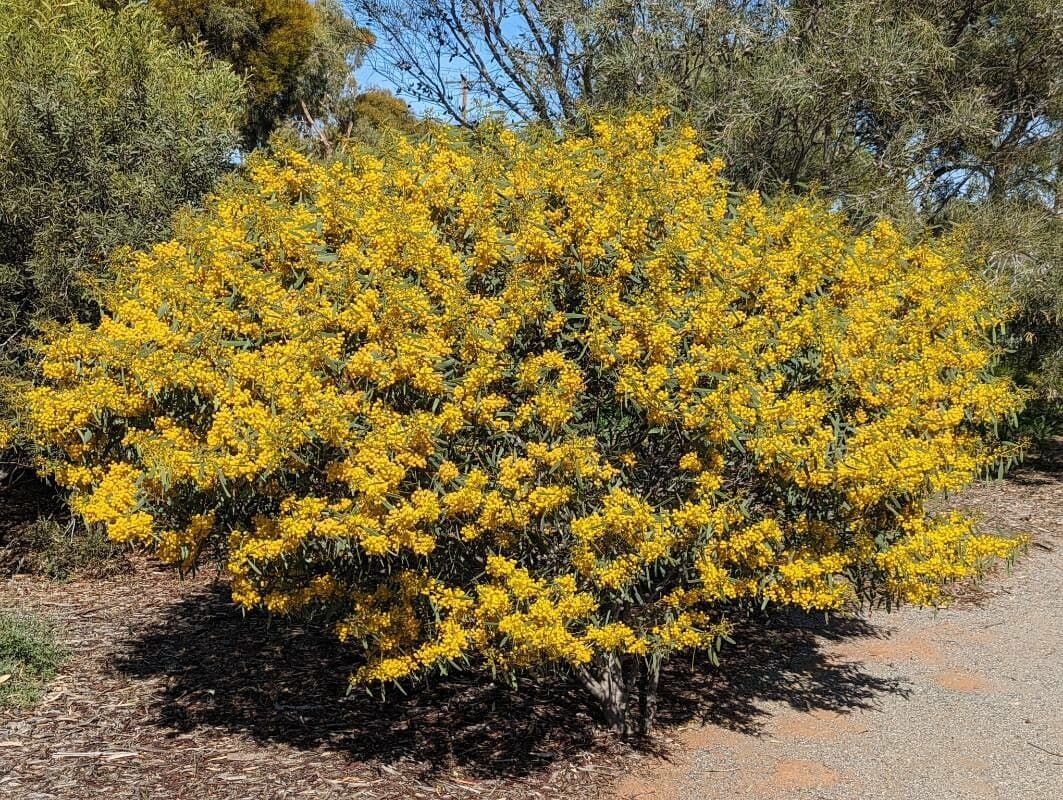 Acacia 4