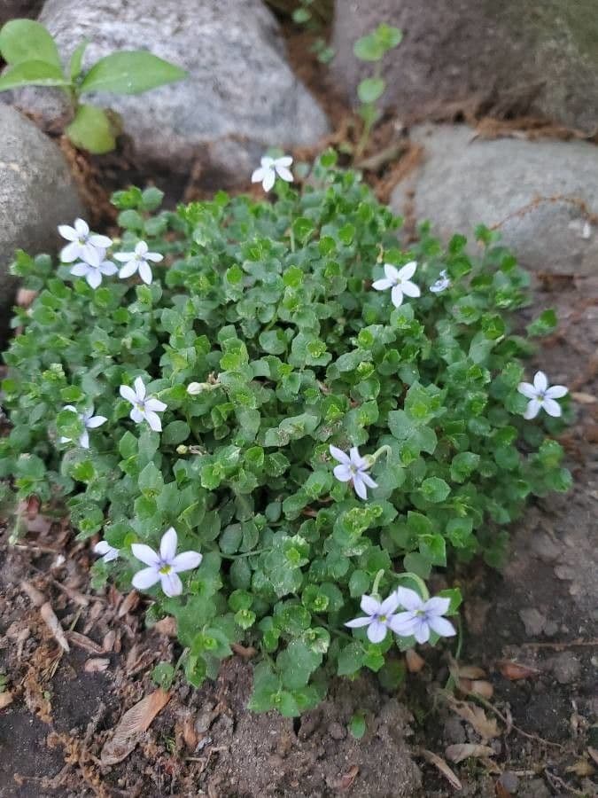 Isotoma fluviale 14