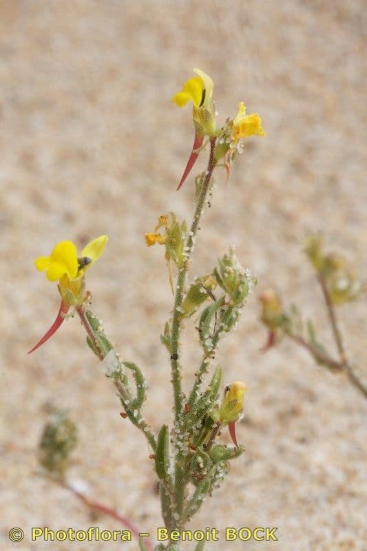 Linaria 16