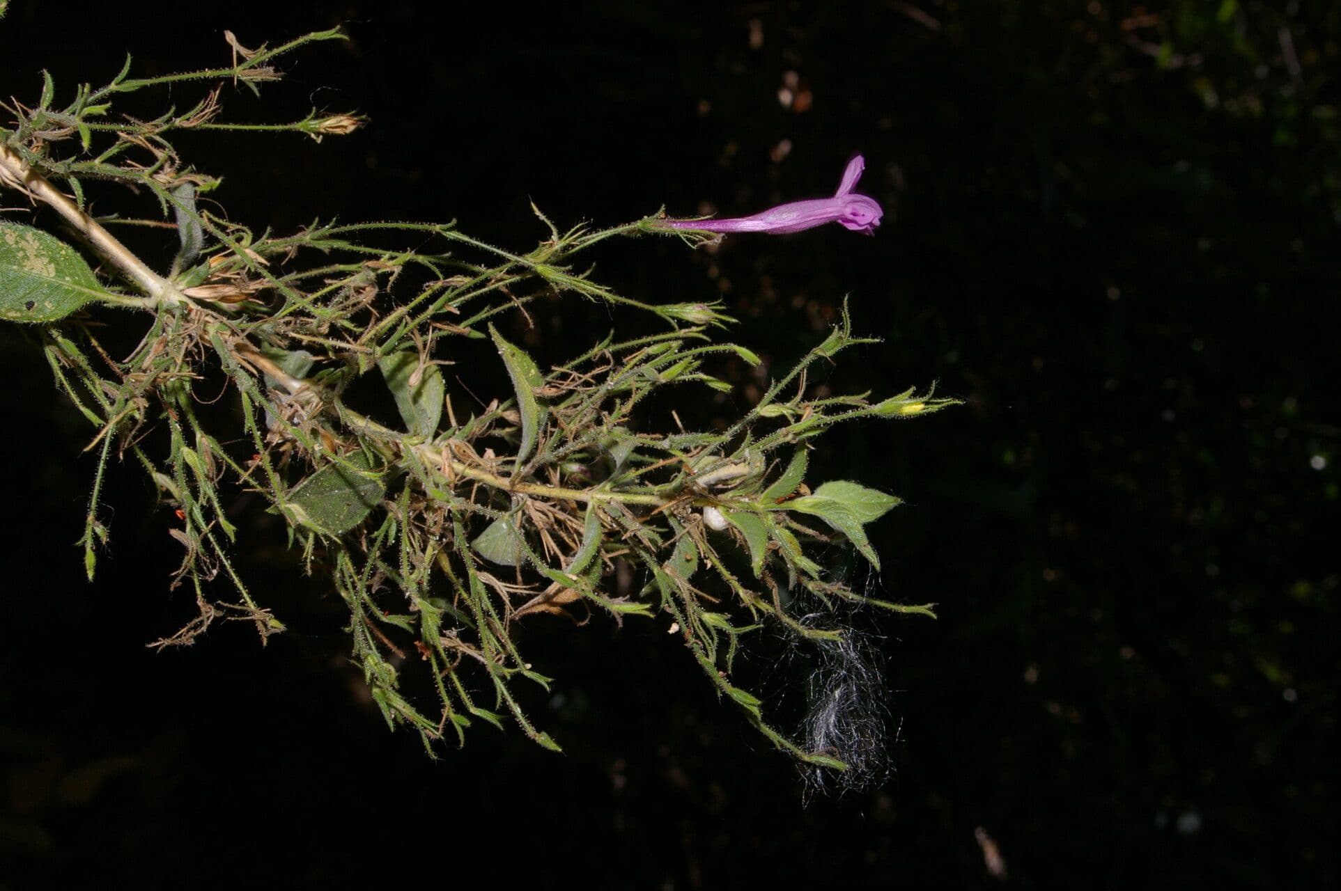 Ruellia 7