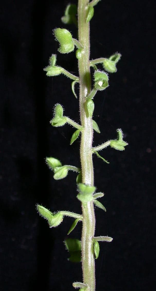 Scutellaria con elmo 7