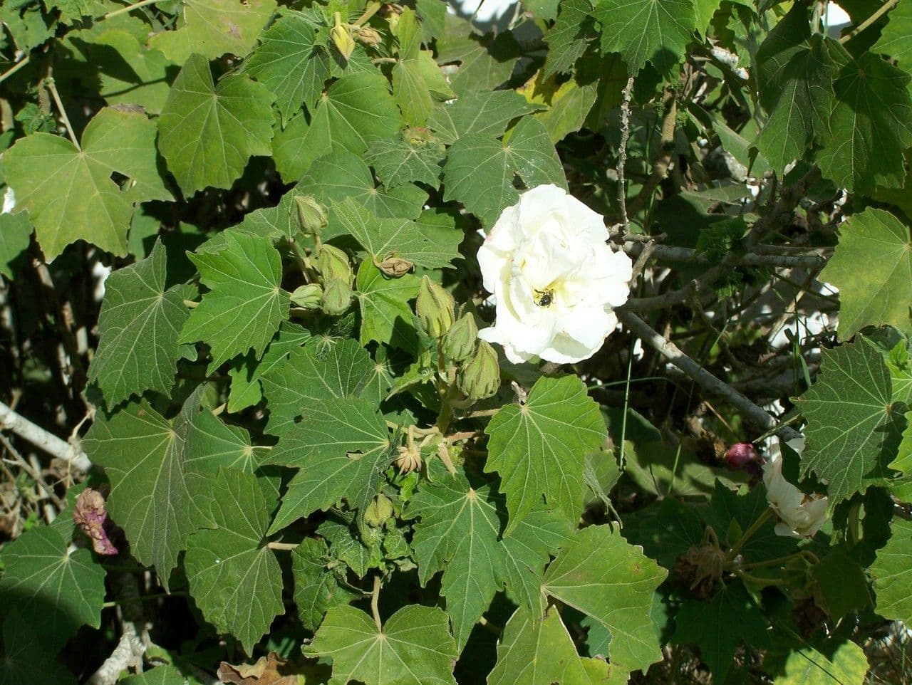 Ibišek 29