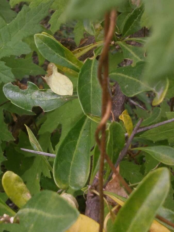 Caiophora 24