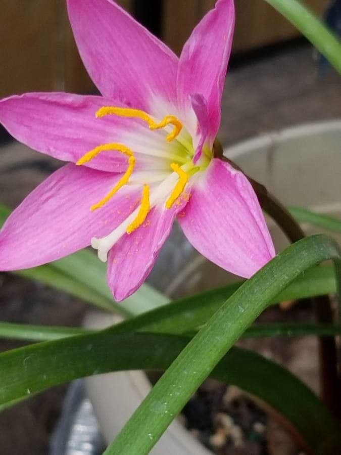 Romulée rose 5