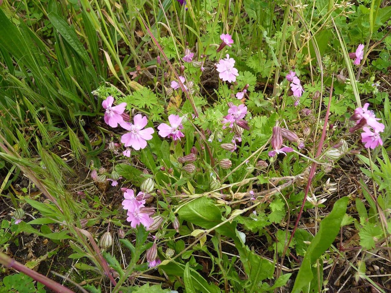 Silene převislá 10