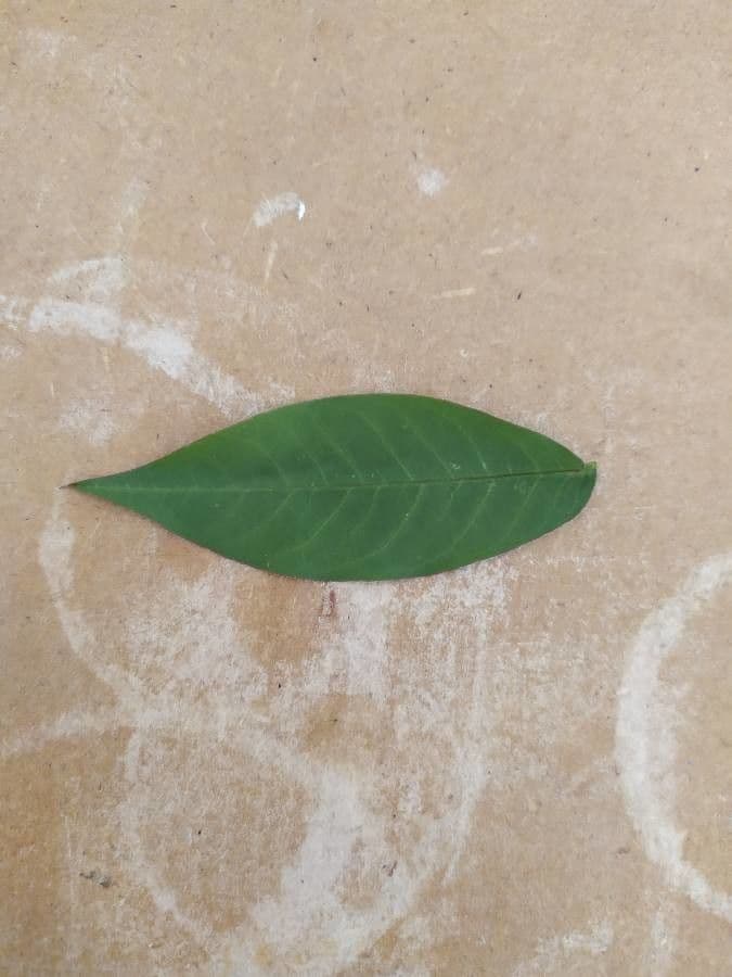 Crotalaria juncea 20