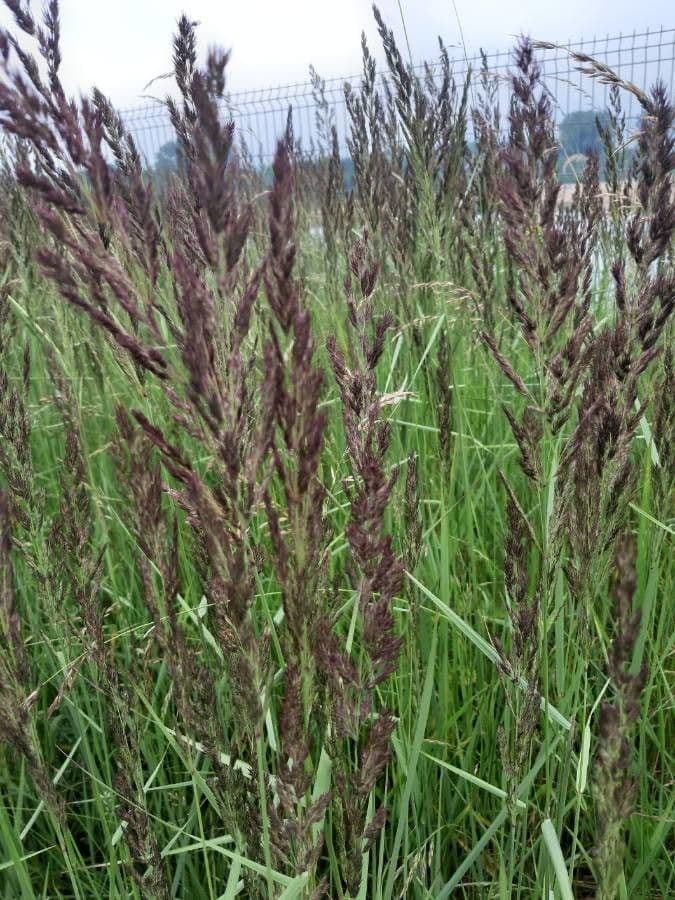 Calamagrostis 19