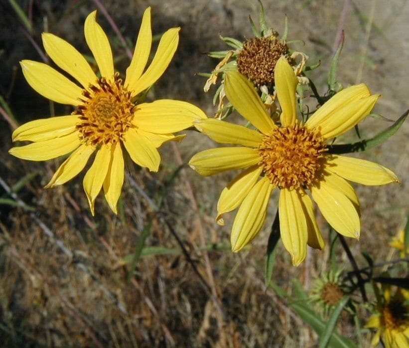 Girasole della California 3