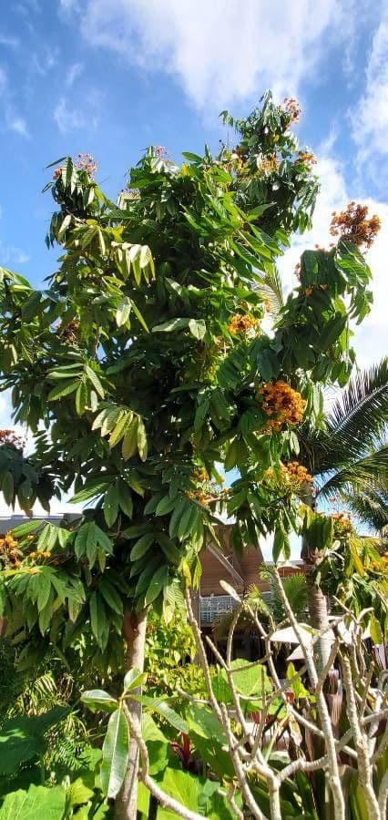 Saraca indica 12