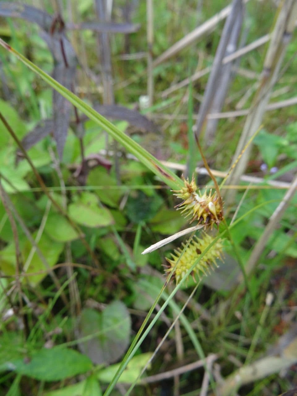 Igel-Segge 5