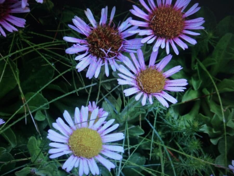 Erigeron