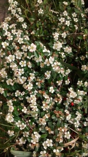 Cotoneaster 9