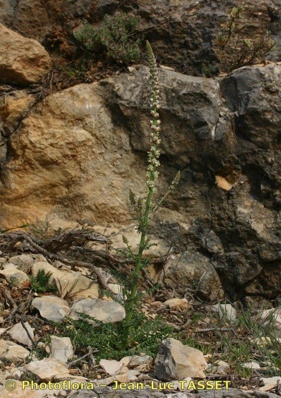 Reseda barrelieri 6