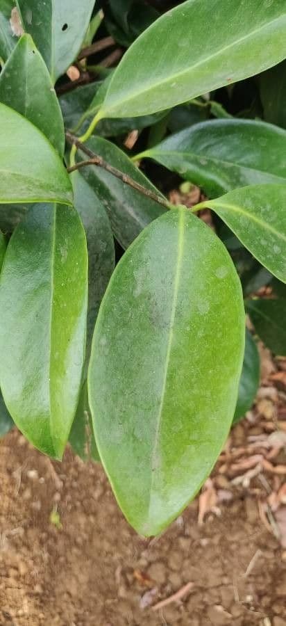 Garcinia 8