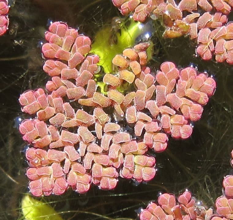 Azolla