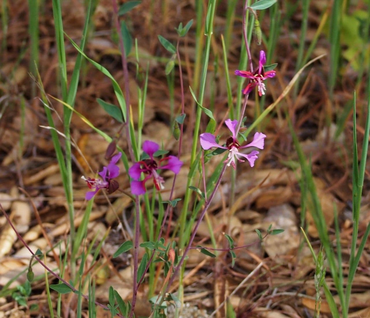 Clarkia 8