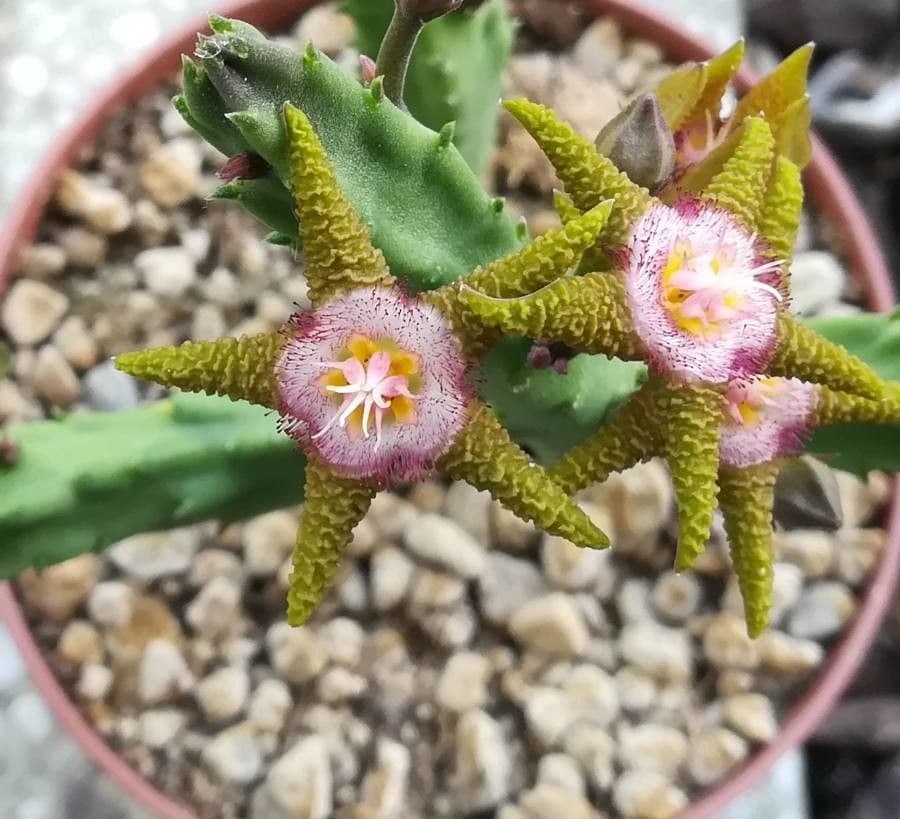 Stapelia 2