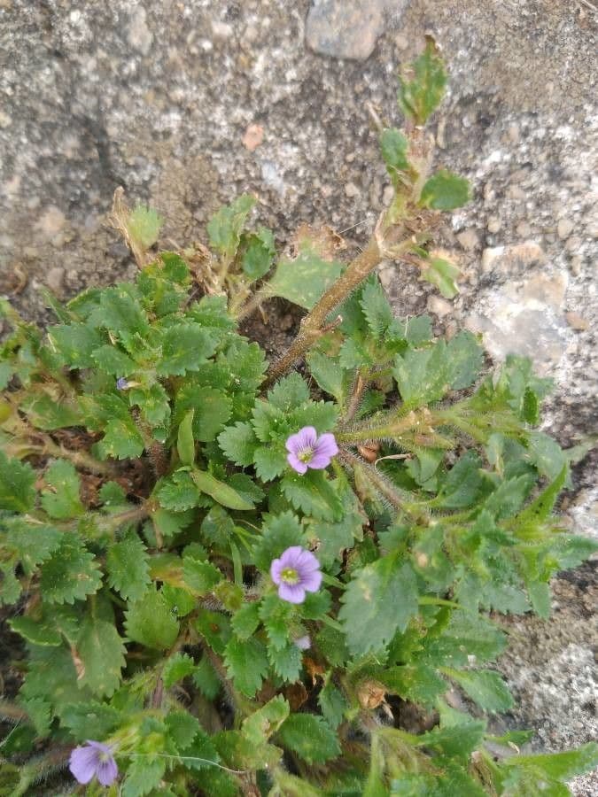 Stemodia 5