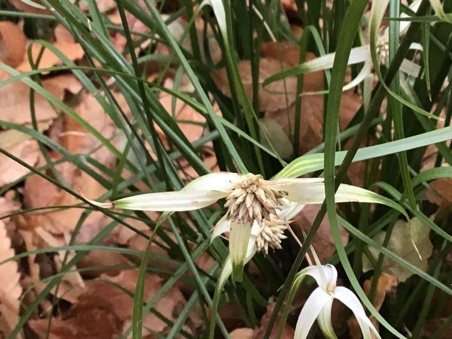 Rhynchospora