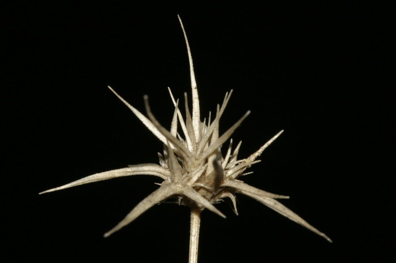 Echinaria capitata 5