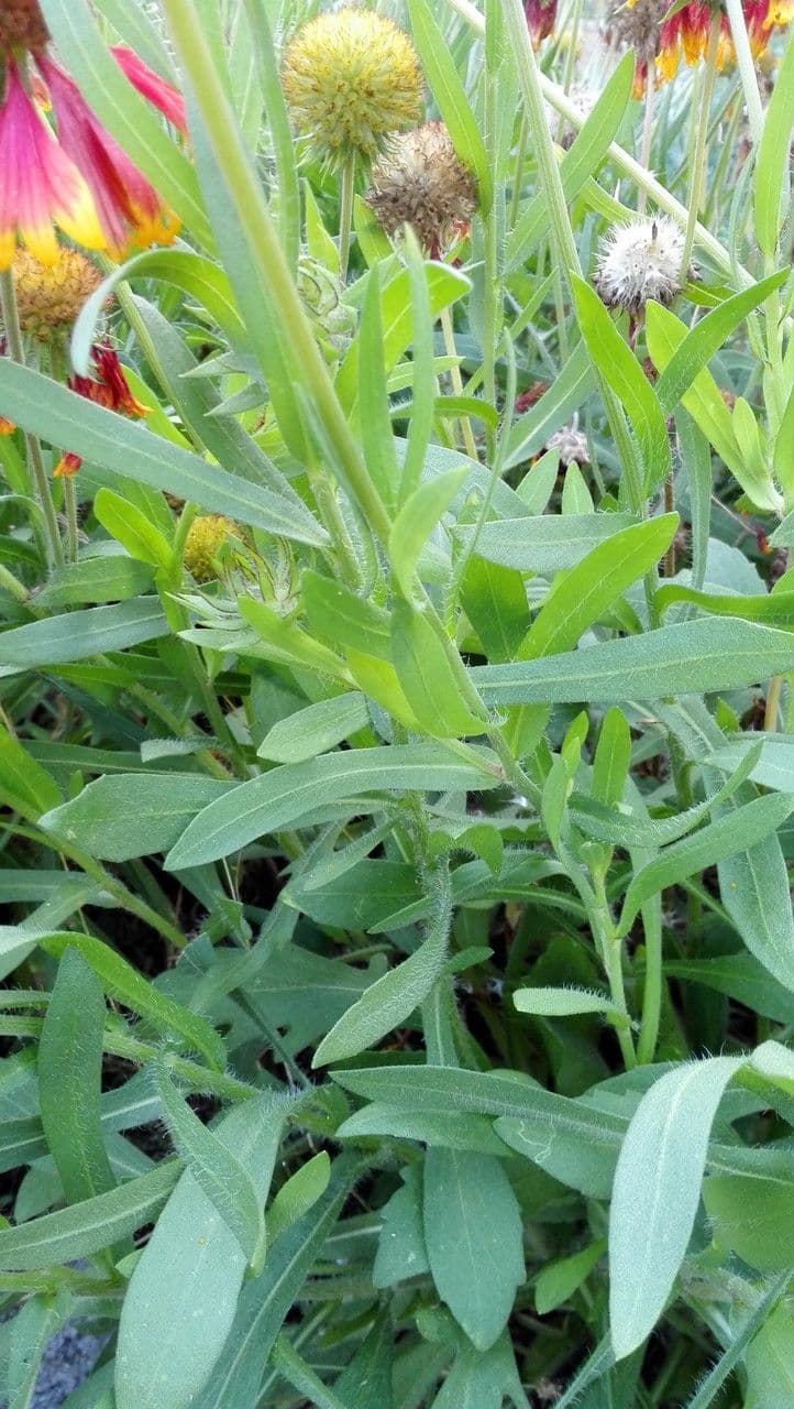 Gaillardia aristata 19