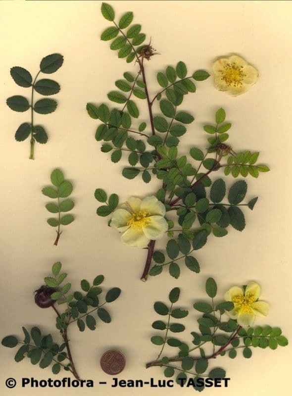 Rosa gialla 25