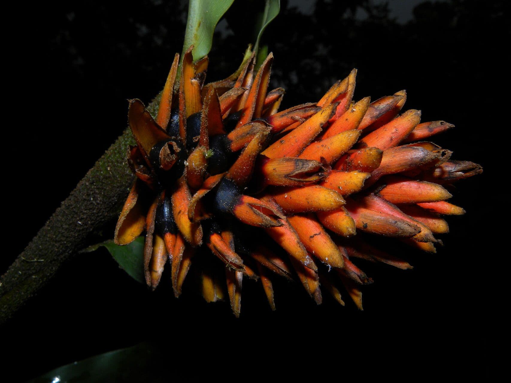 Renealmia pendula 4