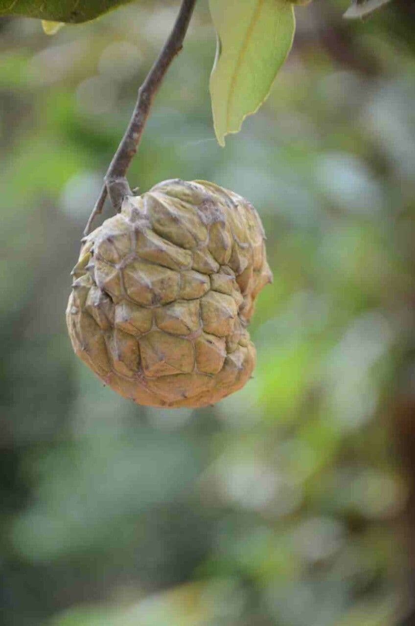 Duguetia 3