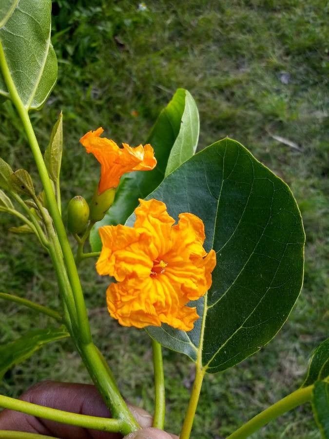 Cordia subcordata 9