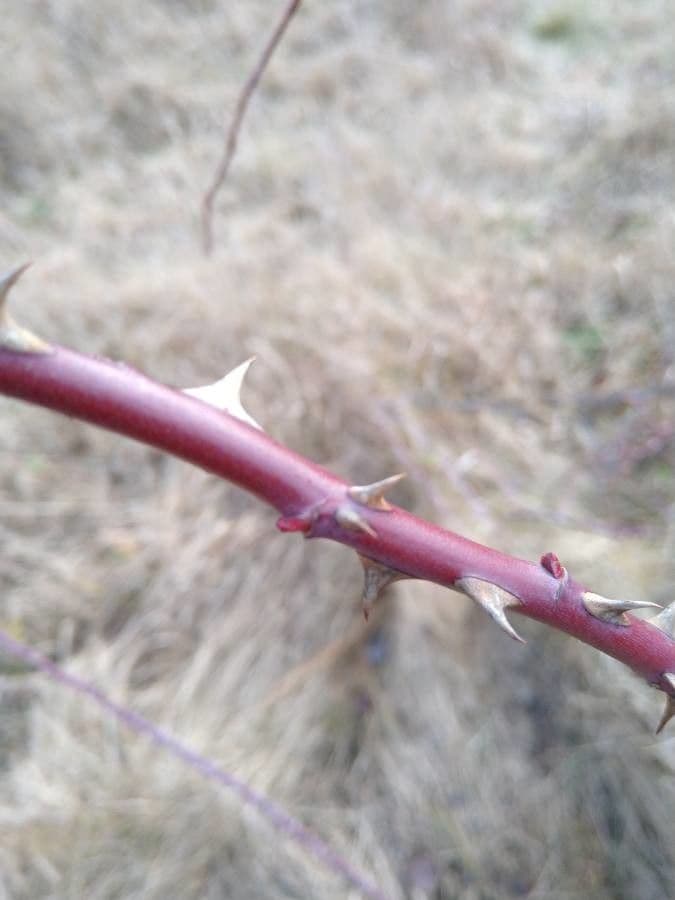 Rosa 23