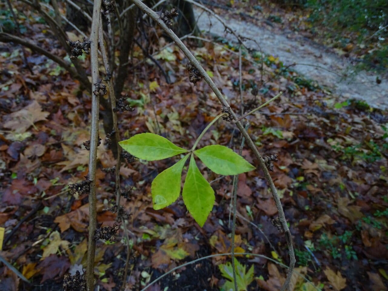 Eleutherococcus nodiflorus 2