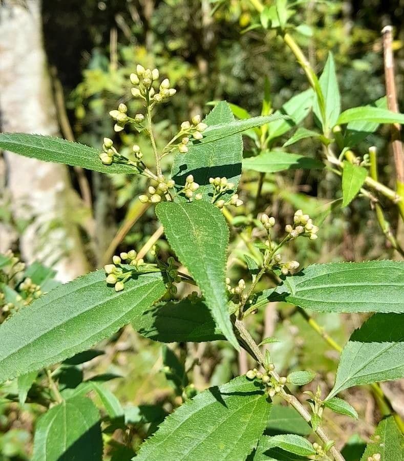 Eupatorio liscio