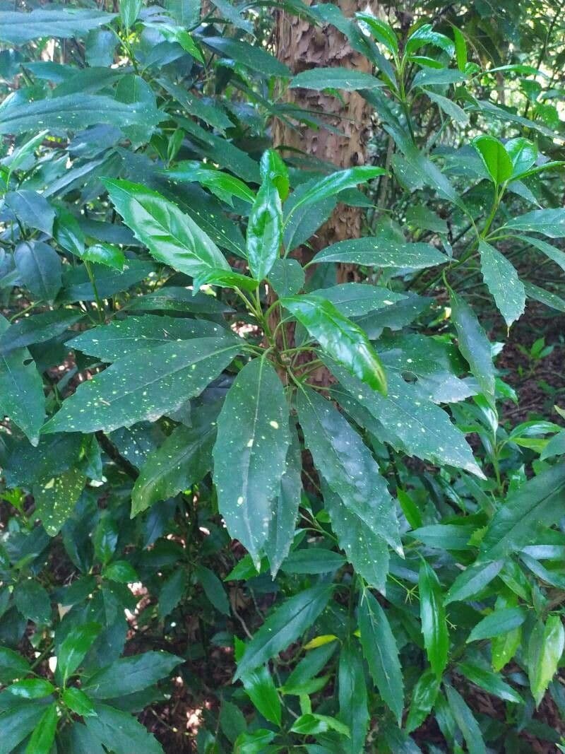 Croton 4