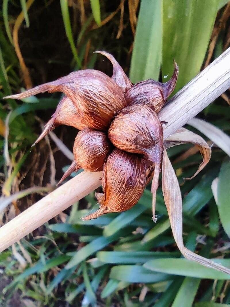 Watsonia meriana 3