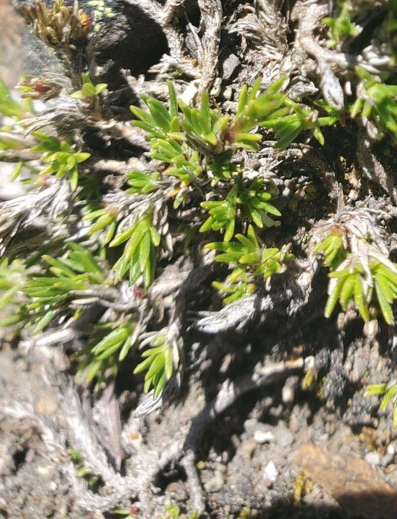 Minuartia recurva 12