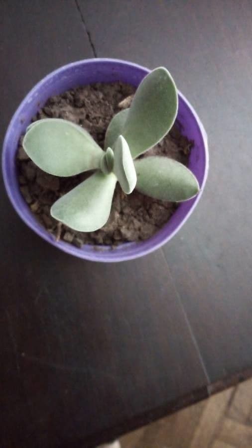 Crassula 4