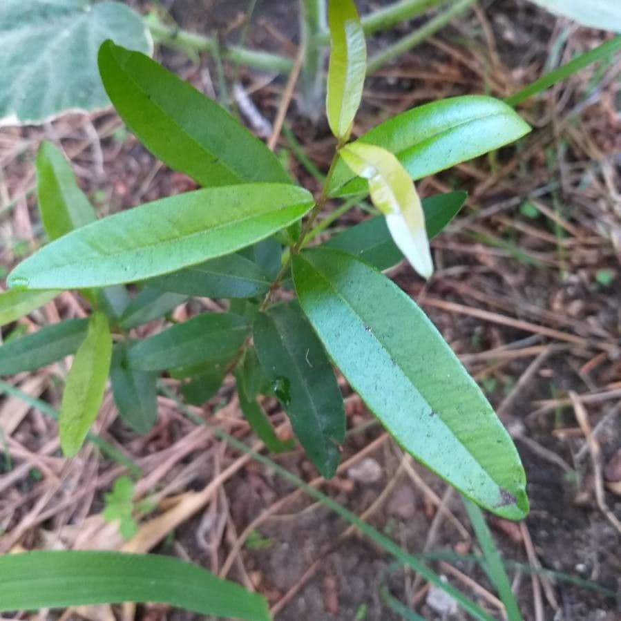 Syzygium 9